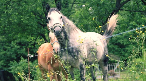 Horse Stock Footage 27626918