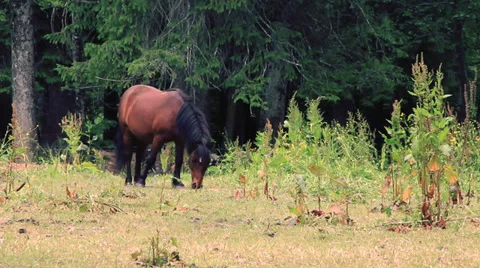 Horse Stock Footage 27629083