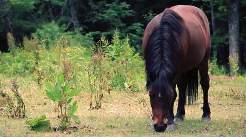 Horse Stock Footage 27634140