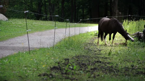 Horse Stock Footage 27635953