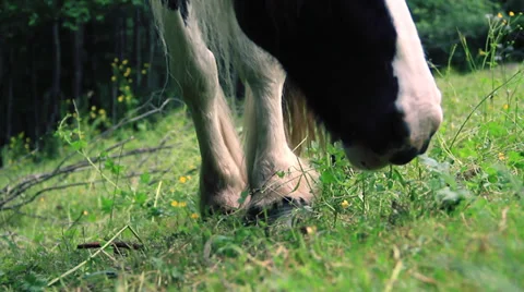 Horse Stock Footage 27640305