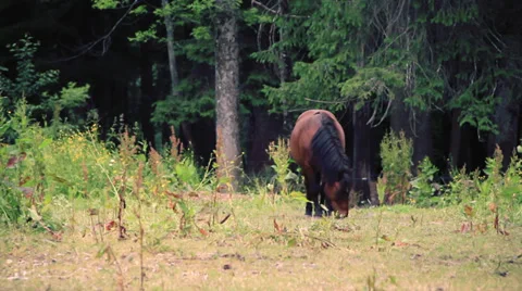 Horse Stock Footage 27640581