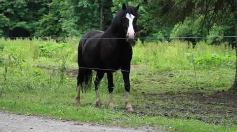 Horse Stock Footage 27642270