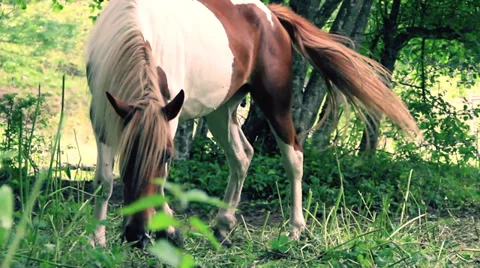 Horse Stock Footage 27645683