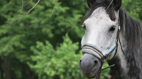 Horse Stock Footage 27645710