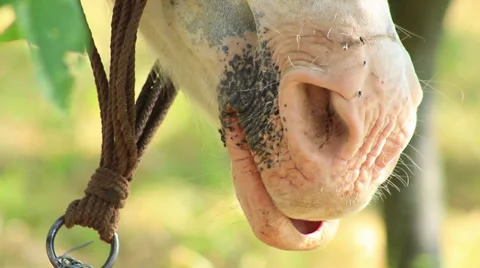 Horse Stock Footage 27846649