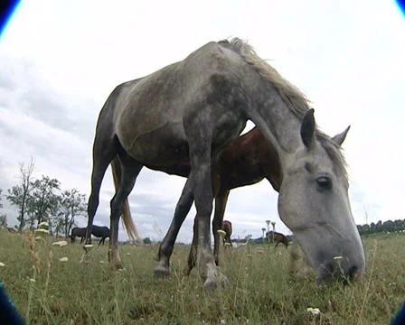 Horse Stock Footage 31554092
