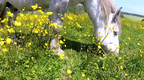 Horse. Stock Footage 31711040