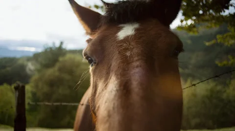 Horse Stockbeeldmateriaal 32345230