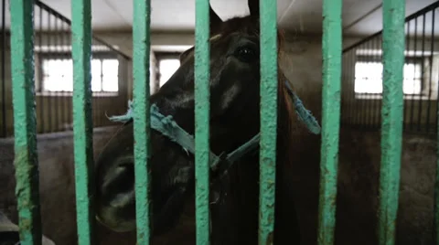 Horse Stock Footage 33474037