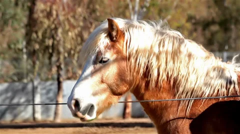 Horse Stock Footage 34347264