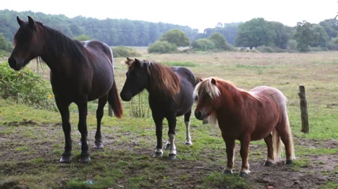 Horse Stock Footage 34724782