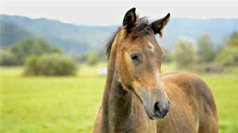 Horse Stock Footage 37228394