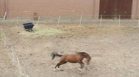 Horse Video stock 51706253