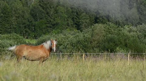 Horse Stock Footage 54047305