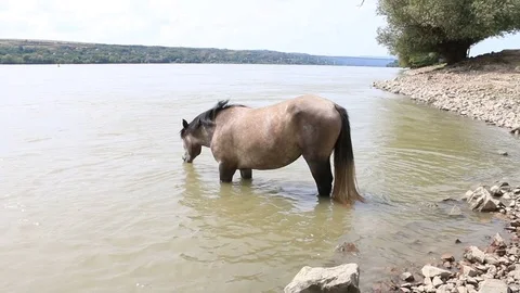 A horse Stock Footage 79156544
