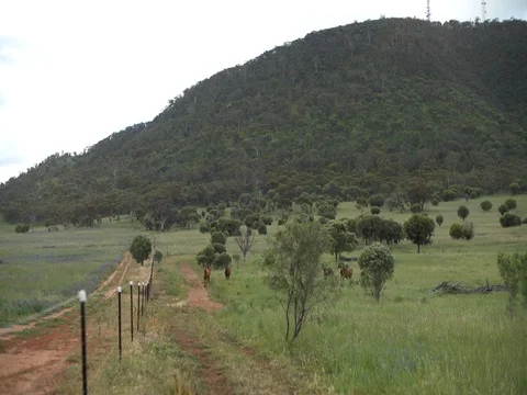 Horse Stock Footage 80683617