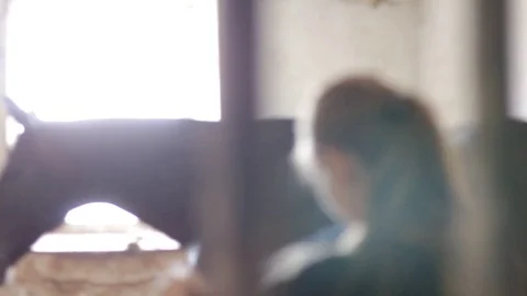 Horse 库存影片 81785052