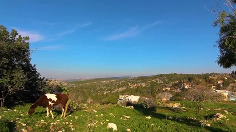 Horse Stock Footage 89568493