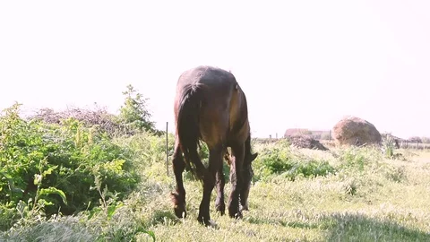 Horse Stock Footage 91040042