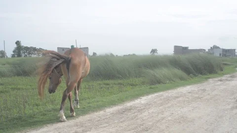 Horse 스톡 동영상 91885559