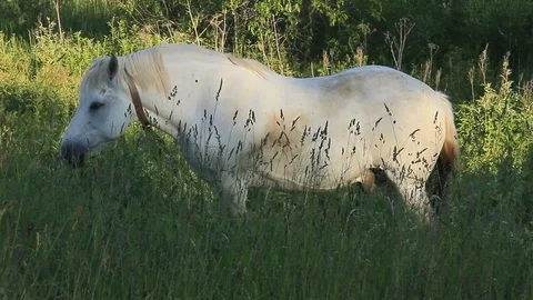 Horse Stock Footage 97217481