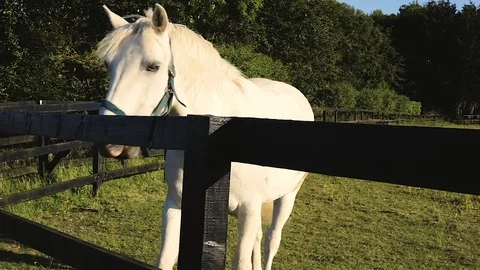 Horse Video stock 97826601