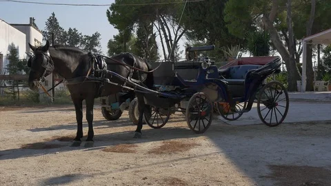 Horse Stock Footage 99664436