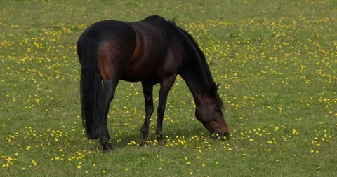 Horse 스톡 동영상 101353904