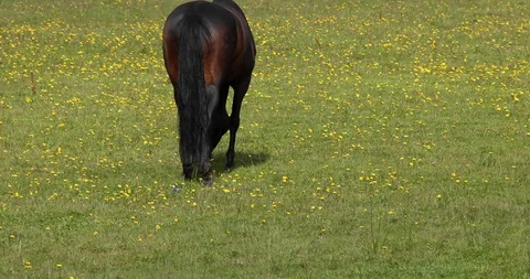 Horse Stock-Footage 101353909