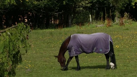 Horse Stock Footage 101354756