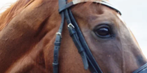 Horse. 動画素材 104388576