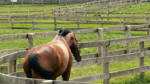 Horse Stock Footage 108554275