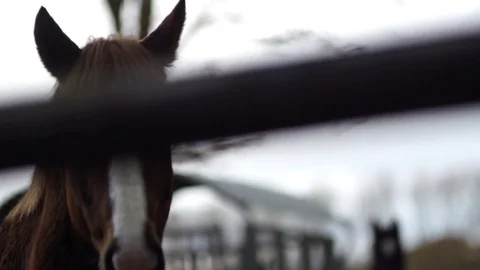 A Horse 스톡 동영상 110566727