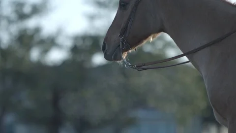 Horse Stock Footage 121534496