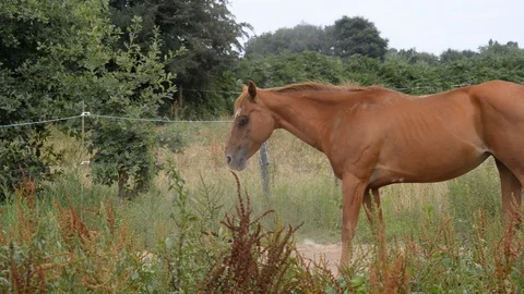 Horse Stock Footage 128577732