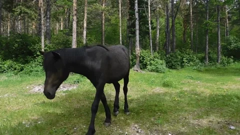 Horse Stock Footage 134333388