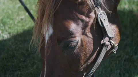 HORSE Stock Footage 138480905