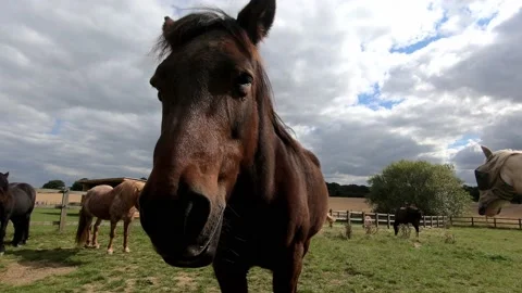 Horse Video stock 138772776