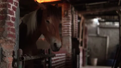 Horse Stock Footage 140390853