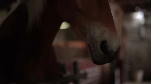 Horse Stock Footage 140397353