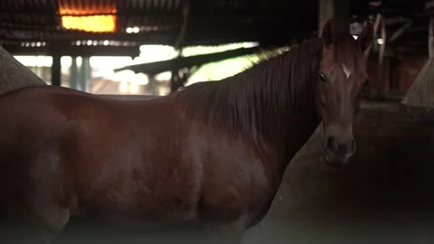 Horse Stock Footage 140397452