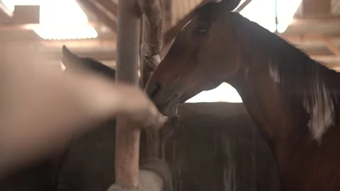 Horse Stock Footage 140397558