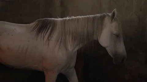 Horse Stock Footage 140397759