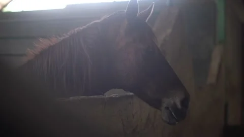 Horse Stock Footage 140398402