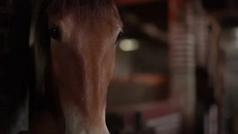 Horse Stock Footage 140398825