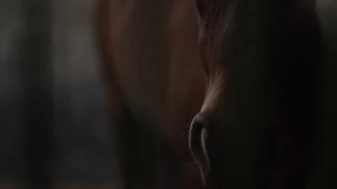 Horse Stock Footage 140398924