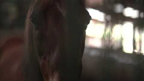 Horse Stock Footage 140398995