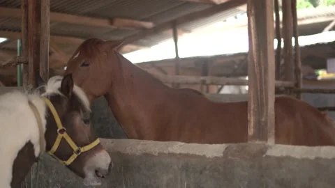 Horse Stock Footage 140403700