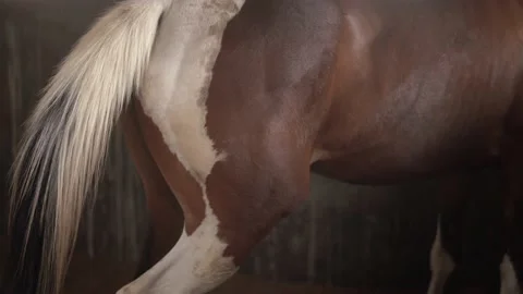 Horse Stock Footage 140403762